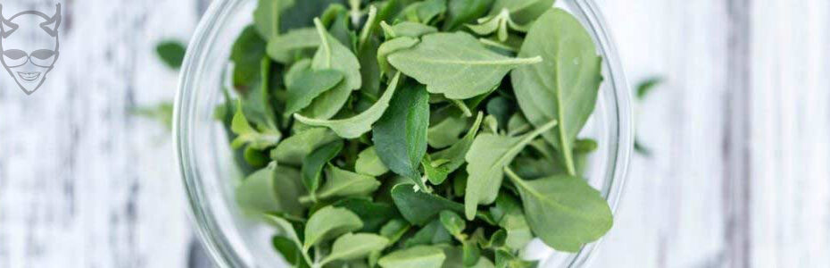 menthol flavoured e liquid